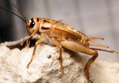 DE LA FARINE D’INSECTES DANS NOS ASSIETTES….. pendant 5 ans