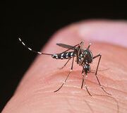 Maladies transmises par les moustiques